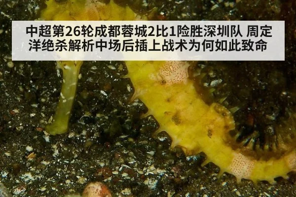 中超第26轮成都蓉城2比1险胜深圳队 周定洋绝杀解析中场后插上战术为何如此致命